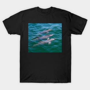 Three Dolphins! T-Shirt